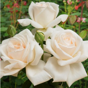 Smetanova barva,listi bledo roza - Vrtnica čajevka